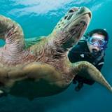 Diver swimming with turtle underwater