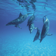 Get your PADI scuba diver certification so you can interact with dolphins and other amazing marine life